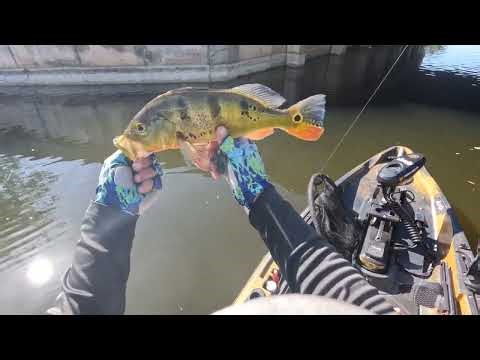Cape Coral, Florida Canal Filled with Peacock Bass and Largemouth Bass. #fishing