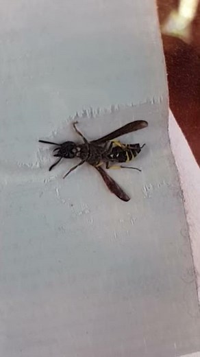 Wasp stinger in slow motion