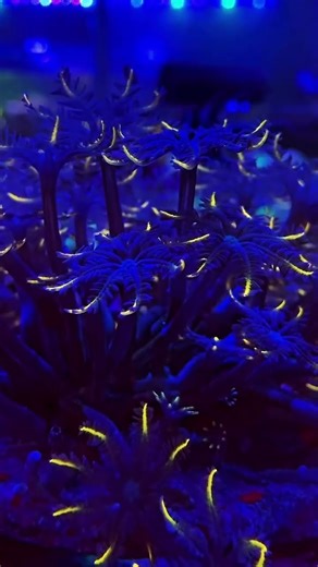 Clove Coral (Fireworks Coral) Care Guide | Stunning LPS for Your Reef Aquarium #coral #clovecoral