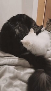 Michi elmo #elmo #cats #michis #gatos #gatosgraciosos #gatoschistosos #catslovers #catsloversworld #KarenMacho | KarenMacho