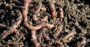 Worms house Team17 to be a publisher again