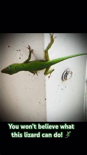 You Won’t Believe What Green Anoles Can Do! 😲🦎💚 #shorts #animals #cuteanimals #reptiles #funfacts