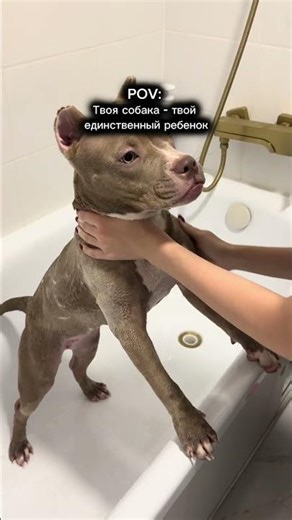 3268716793 артикул на OZON 787907379 артикул на WB Шампунь 4 в 1 Ok, Poodle