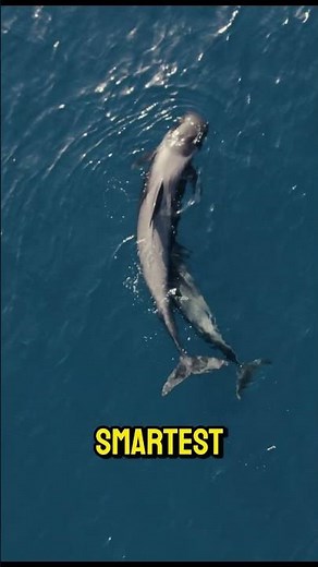 Most Extreme Animals in the World