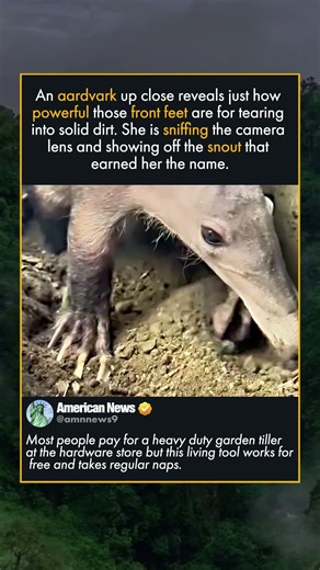 THOSE TOENAILS ARE BUILT FOR EXCAVATION