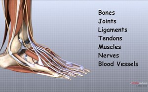 足部解剖动画教程 Foot Anatomy Animated Tutorial