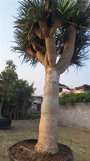 Dragon Tree 🌴🔥 – Ek aisa plant jo dheere grow karta hai, but once it matures… it looks ROYAL 👑