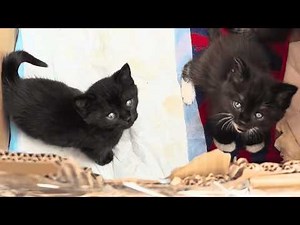 Abandoned Kittens Rescued, Reunited with Mom, Then Lost Again—Until THIS Happened!