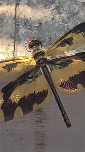 Variegated Flutterer (Rhyothemis variegata). #nature #entomology #wildlife #insect