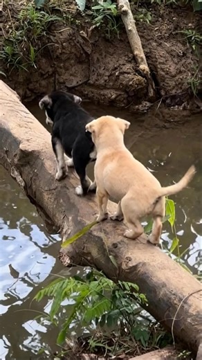 Adorable Pups Take a Tumble: A Heart-Wrenching Log Bridge Fail! | I Luv Dachshund