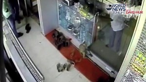 MONKEY SEE MONKEY DO: Watch this mischievous monkey rob a jewelry store in India. The little guy got away with over $150 and it was all caught on surveillance camera! http://abcn.ws/28gjuDB | ABC World News Tonight with David Muir