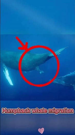 Humpback whale migration#foryou #animals #fyp #amazing