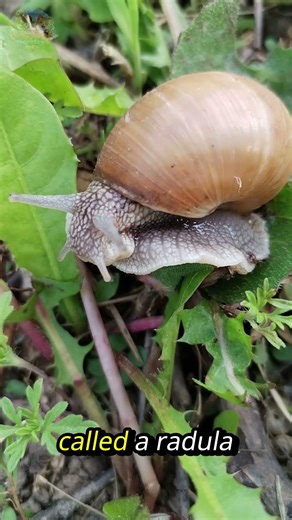 Amazing Snail Facts You Didn’t Know