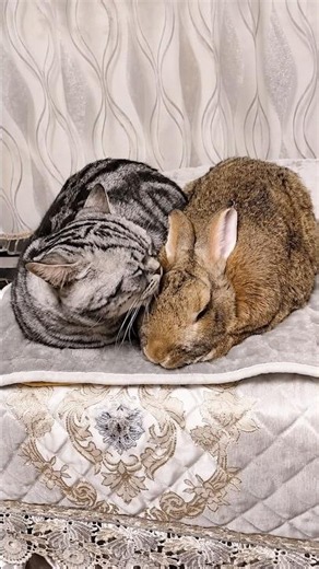 Baby Bunny Rescue #animals #wildliferescue #animalrescue #cute #rabbit