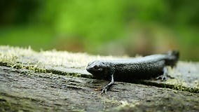 Northern Crested Newt Triturus Cristatus Close-up, Great Warty Amphibian Water Sits on Mud Animal Moss Wetland, Endangered Species Stock Footage - Video of endangered, indicator: 378885332