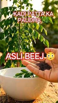 Asli Kadi Patta Ke Beej 😳 | Full Growing Process. #KadiPatta #HomeGardening