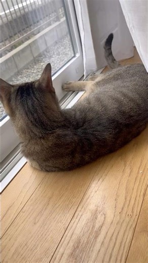 土日は車が少ないにゃ #猫 #キジトラ #ロッツ #パティ #cat #shorts #ねこのいる生活