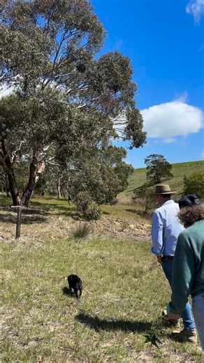 At Meredith Dairy we do so much more than just make cheese. Sustainability is a huge part of who we are, and we’re always focused on ways we can do more. By planting thousands of trees, maintaining native flora and fauna and using renewable energy 🌱 #meredithdairy #meredith #fromourfarm #goatcheese #sustainable #meredithdairycheese #sustainability #sustainablefarming #farmers | Meredith Dairy