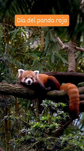 🎍Los pandas rojos están en peligro de extinción debido a la degradación de su hábitat y los efectos del cambio climático, que dificultan su acceso a fuentes de alimento. 🌏Habitan en los bosques montañosos de Nepal, China, Myanmar, India y Bután, y su dieta se basa en un 98% en bambú. ⭕Además, enfrentan amenazas como la caza furtiva y la fragmentación de su hábitat. 🙌🏼 Es urgente implementar medidas de conservación para proteger esta especie y su entorno. #redpanda #pandarojo #cambioclimatico