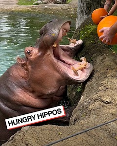 Hippos eating pumpkins is oddly satisfying...🦛😱 | LADbible