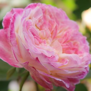 This is the 2025 Portland Rose Festival’s official rose