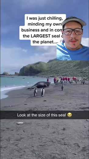 Fascinating Facts About Elephant Seals