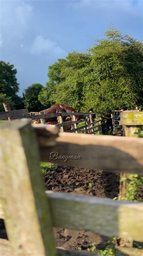 Sore kawin petir⚡️⚡️ #reels #fyp #animals #fblifestyle #horses | Bangman