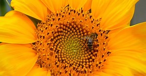 Join the Great Sunflower Project