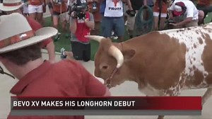 Bevo XV makes his debut