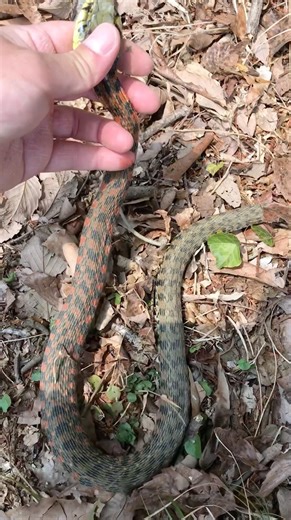 冬眠明けの猛毒蛇を捕獲したぜ！ #shorts