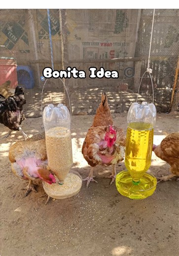 Comedero y Bebedero Automático para Gallinas con Botellas