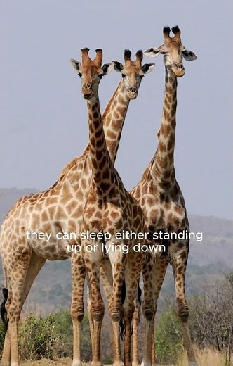 The Fascinating Sleep Habits of Giraffes 🦒