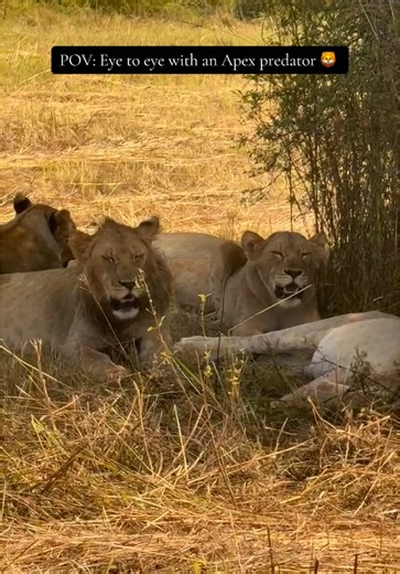 POV: Eye to eye with an apex predator 🦁📸 Lions (Panthera leo) are apex predators, occupying the top of the food chain with no natural predators of their own. As powerful carnivores, they play a vital ecological role by regulating populations of herbivores, which helps maintain the balance and health of their ecosystems. Their cooperative hunting strategies and social structure make them one of the most effective predators in the animal kingdom. #lion #lionking #lionpride #lioness #lionking #bi