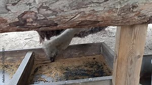 A handheld video captured in June 2019 showing an ostrich eating feed from a wooden trough, offering a close look at its natural feeding behavior at Nami Island.