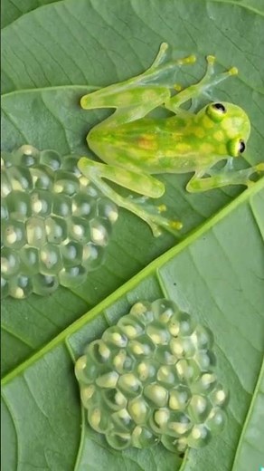 The Transparent Frog! 🐸✨