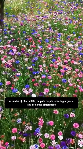 Add a touch of magic to your garden with Nigella seeds | Dodo Garden