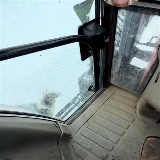 Remi Mills Groover on Instagram: "Australian Shepherd Warming Up After Herding #cows #ranch (BCi reaction)"