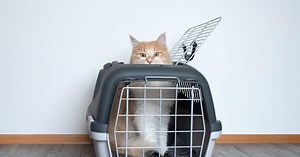Comment faire entrer mon chat dans sa caisse de transport ?