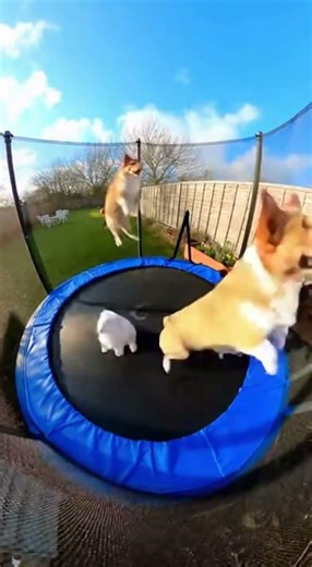 Bouncing Buddies: Pets Jump for Joy on a Trampoline!