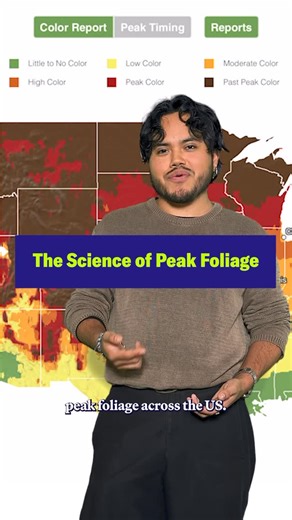 Scientific American on Instagram: "Want to see pretty autumn leaves? Scientists created a map to show you where the brightest ones will be, and when their colors will peak. 🔗 Visit the link in our bio to check out the tool. 🎤✏️ Humberto Basilio 🎞️ Kylie Murphy 🎵Triple Scoop Music 📸 Explore Fall, Getty Images #autumn #fall #trees #plantscience #biology"