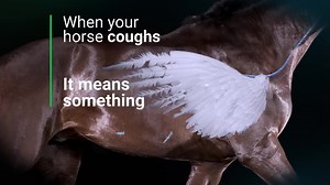 420 reactions · 124 shares | Don’t wait until your horse sounds like this one before you talk to your veterinarian. Every cough means something, and the most common cause of cough is equine asthma. Learn more about equine asthma (including signs, symptoms, and management) at bicanadaequine.ca/every-cough-means-something. | Horse Community Journals Inc. | Facebook