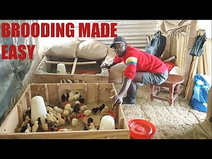 BROODING MADE EASY- 200 Local chicks.