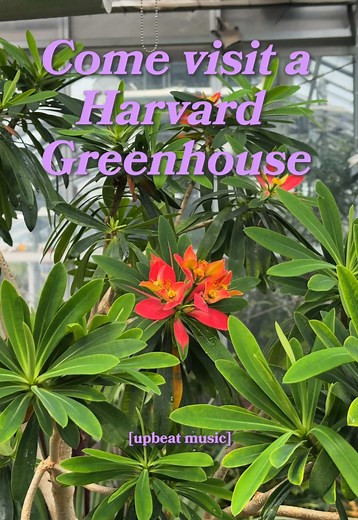 Harvard Teaching Greenhouse: A Living Botanical Classroom
