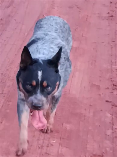 Discover the Blue Heeler: Fun Facts and Care Tips