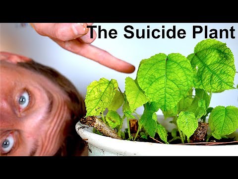 I Touched the Worlds Most Painful Plant - Gympie Gympie (The Suicide Plant)