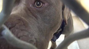 47K views · 525 reactions | PTS - moved to RIP Album on 05/23 This...