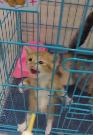 Caring for Kittens: Feeding and Playtime Tips