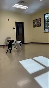 12K views · 693 reactions | Something wonderful happened today. Well, Doja was adopted after many weeks and long after her mom and siblings left the shelter. While that was wonderful, this is better yet. Before Doja left, she gave a gift to our very timid Bear Dog- his first play date! Now, we know that Bear has a better chance at a home and in life. To the staff who have befriended Bear and the volunteers who have patiently worked with him, today was a good day. | PCHSRochester | Facebook