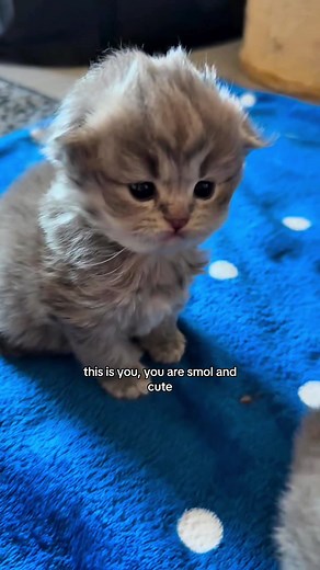 Cute Kitten Washing Routine Revealed!
