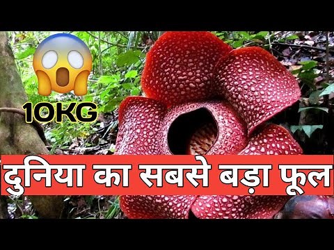 दुनिया का सबसे बड़ा फूल | World's Largest Flower Rafflesia | Duniya Ka Sab Sey Bara Phool In Hindi